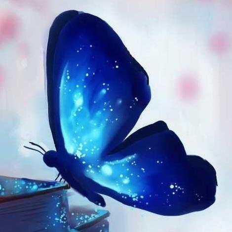 Butterfly6